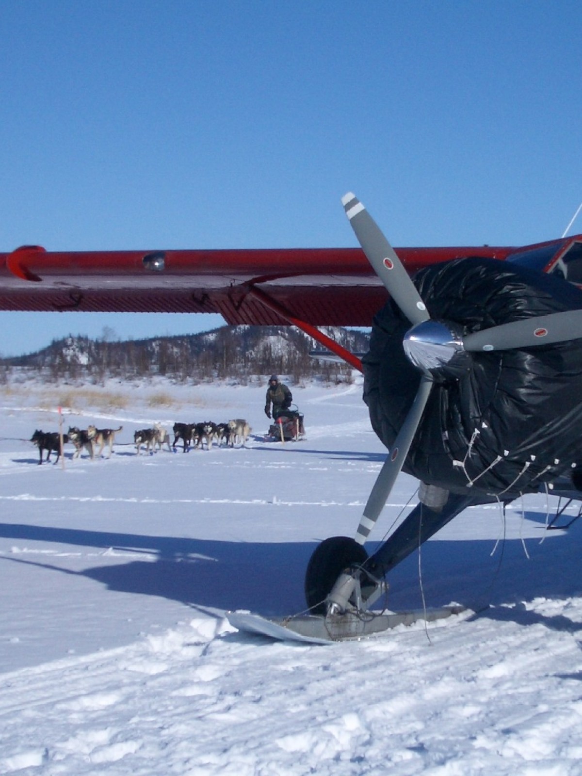 group of huskys and a red aircraft
