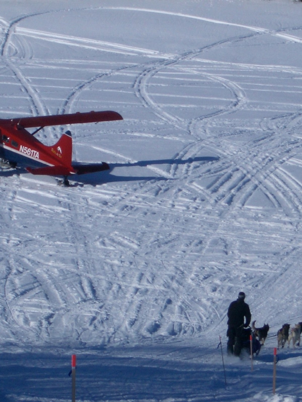 sled dogs and red aircraft in snowy mountains